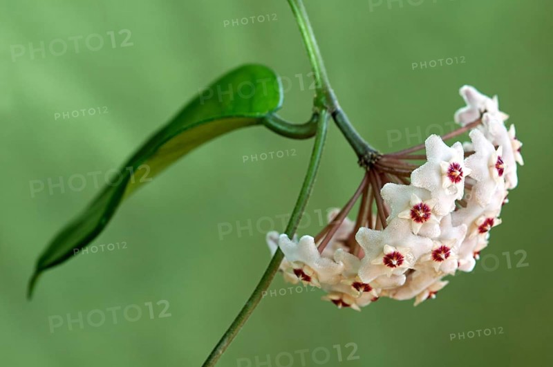Flower umbel of a Wax Plant (Hoya carnosa)