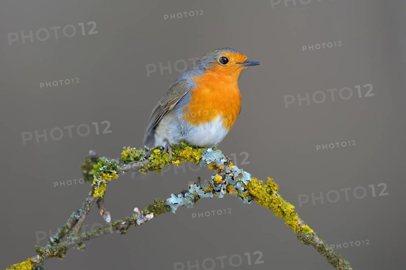 Robin (Erithacus rubecula) perched on a twig