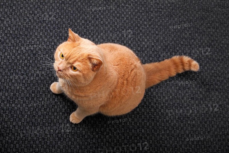 Ginger British Shorthair