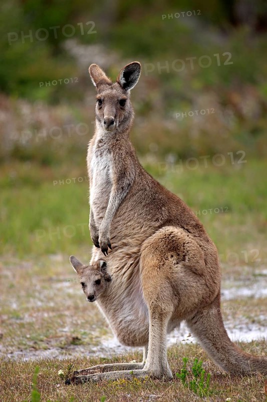 Eastern Grey Kangaroo (Macropus giganteus) female with joey looking out of pouch