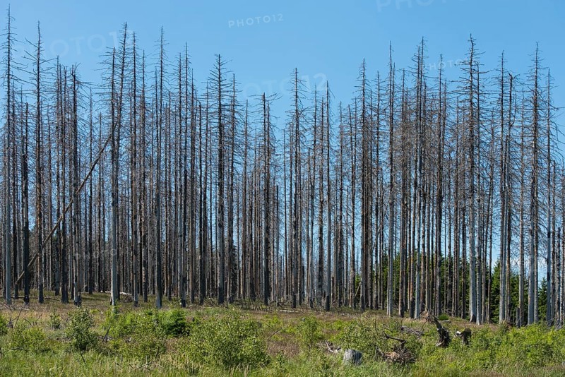 Dead spruce (Picea abies) infected and damaged by the European spruce bark beetle (Ips typographus)