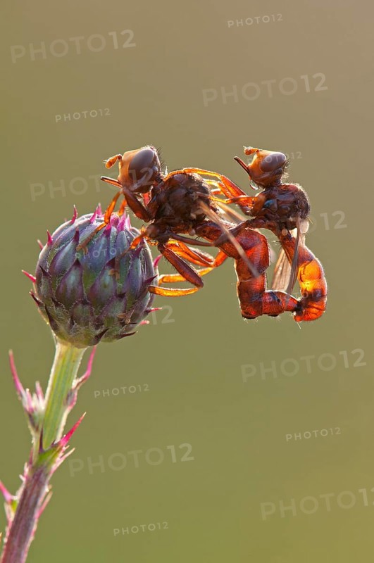 Sicus ferrugineus fly (Sicus ferrugineus)