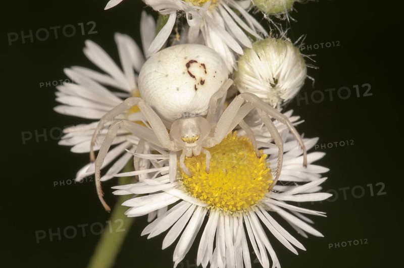 Goldenrod Crab Spider (Misumena vatia)