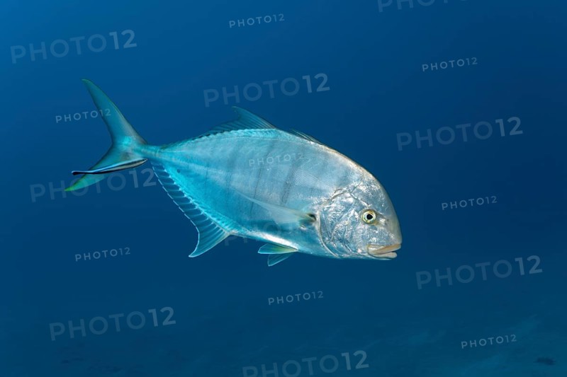 Blue trevally (Carangoides ferdau)