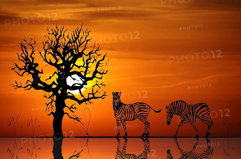 Zebras