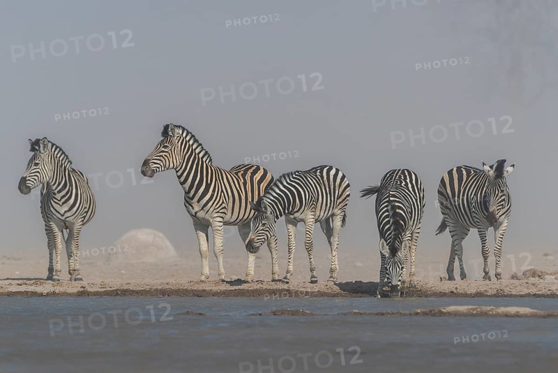 Burchell's Zebras (Equus quagga burchelli)