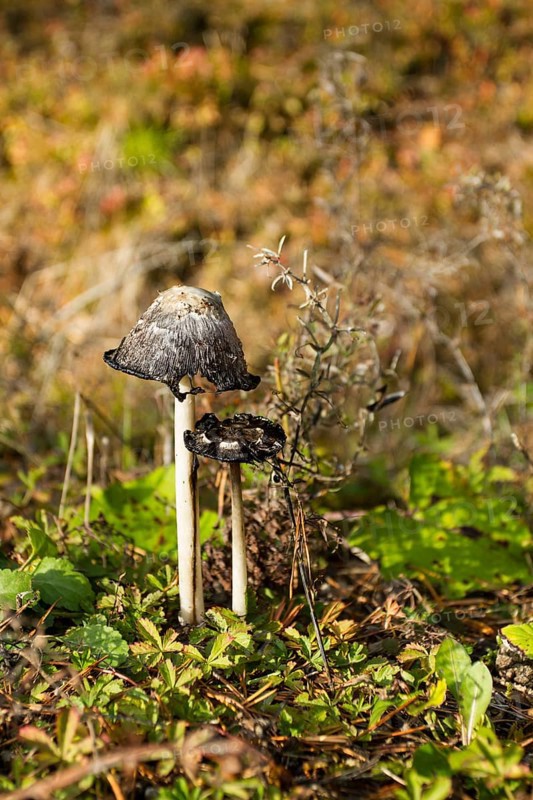 Glistening inky cap (Coprinellus micaceus)
