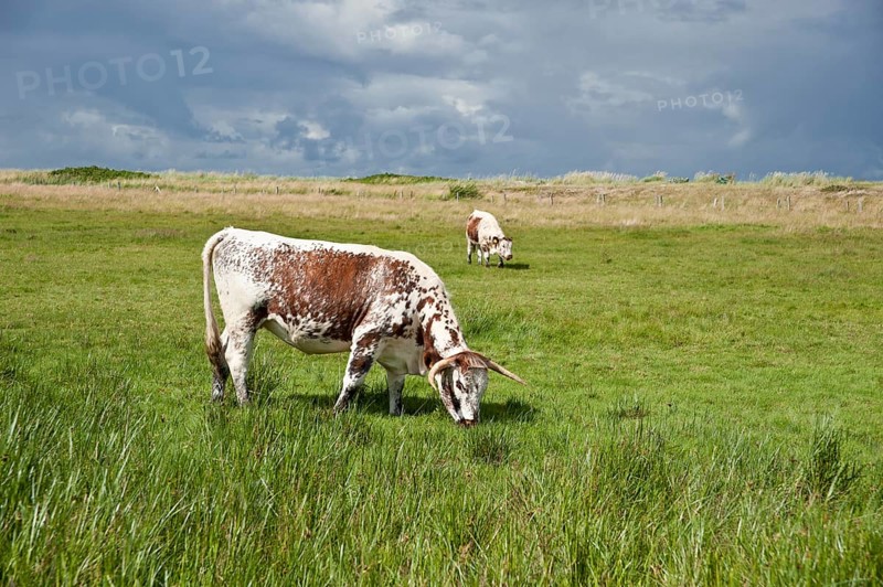 Pasture in the salt marsh nature reserve