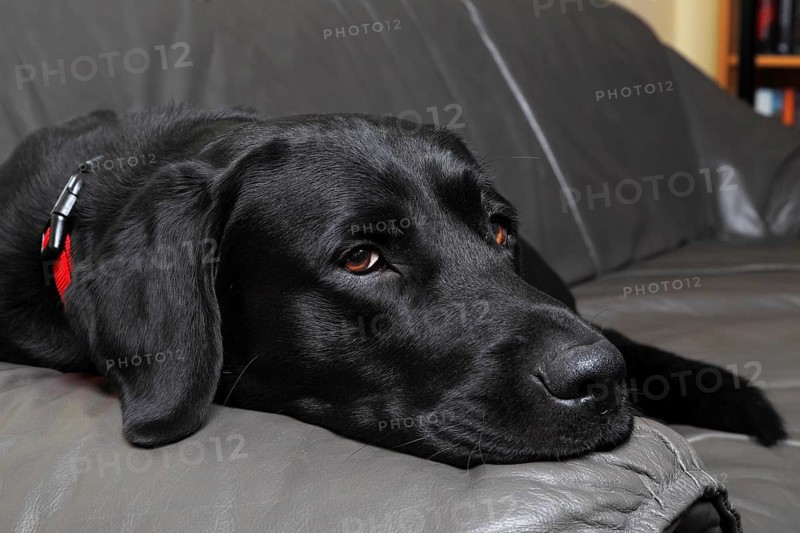 Black Labrador Retriever dog
