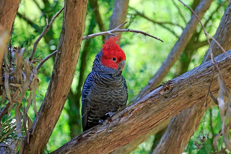Gang-gang Cockatoo (Callocephalon fimbriatum)