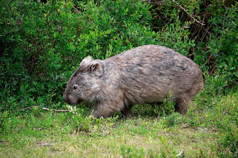 Common Wombat (Vombatus ursinus)