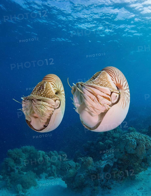 Palau Nautiluses (Nautilus belauensis)