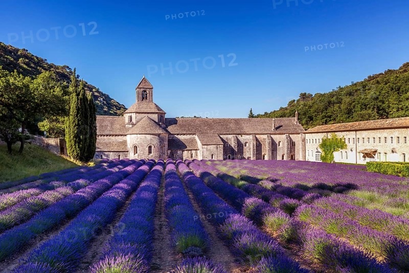 The Romanesque Cistercian Abbey of Notre Dame of Senanque set amongst flowering lavender fields