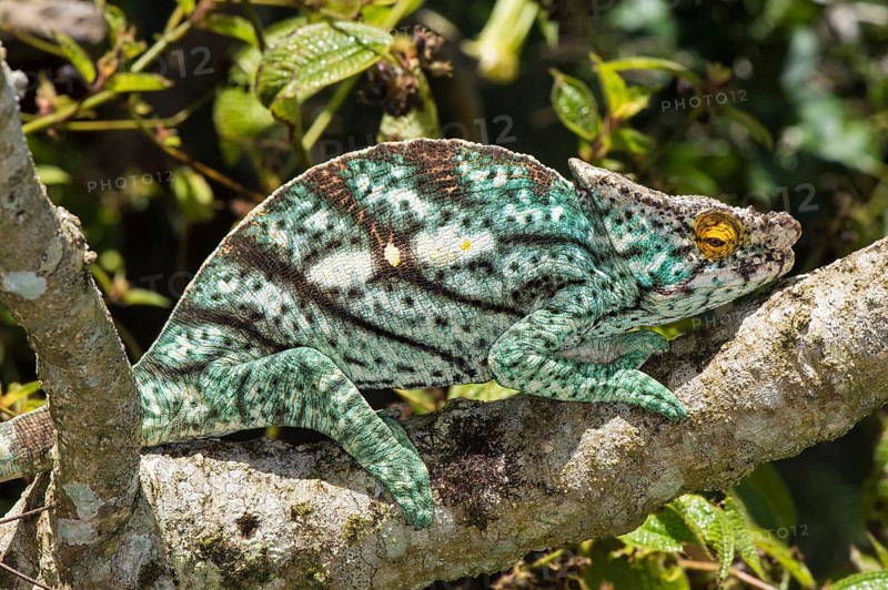 Parson's Chameleon (Calumma parsonii)
