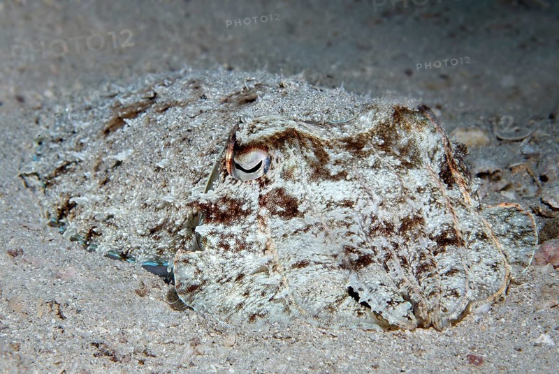 Broadclub cuttlefish (Sepia latimanus) camouflaged in the sand