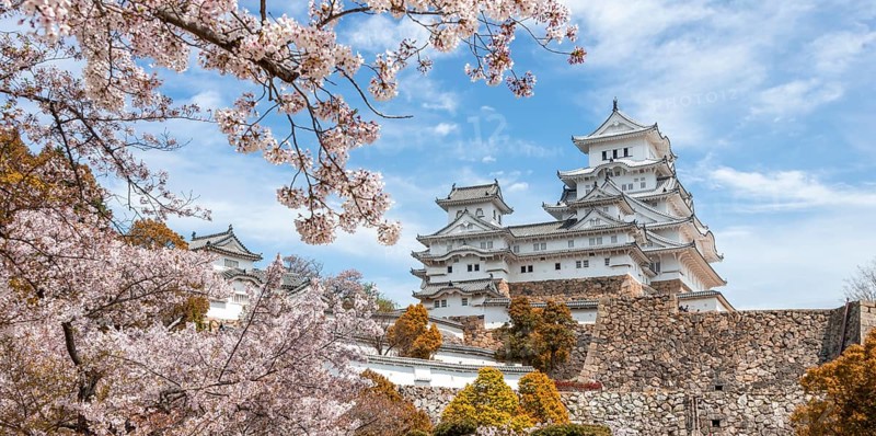 Blossoming cherry trees