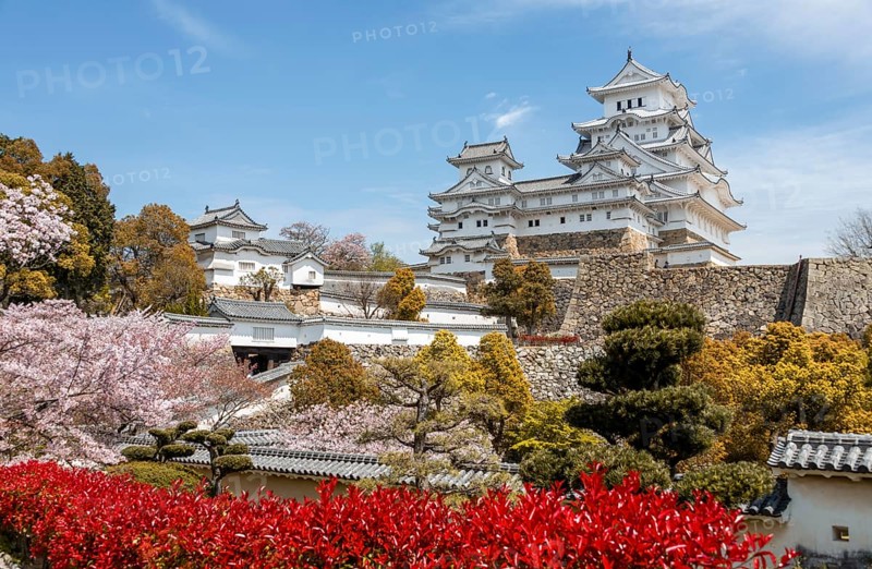 Blossoming cherry trees