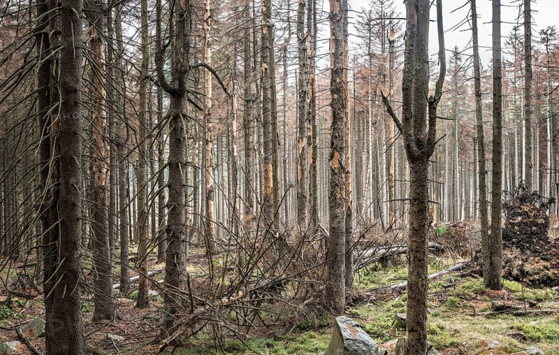 Large areas of dead forests in the Harz Mountains due to drought