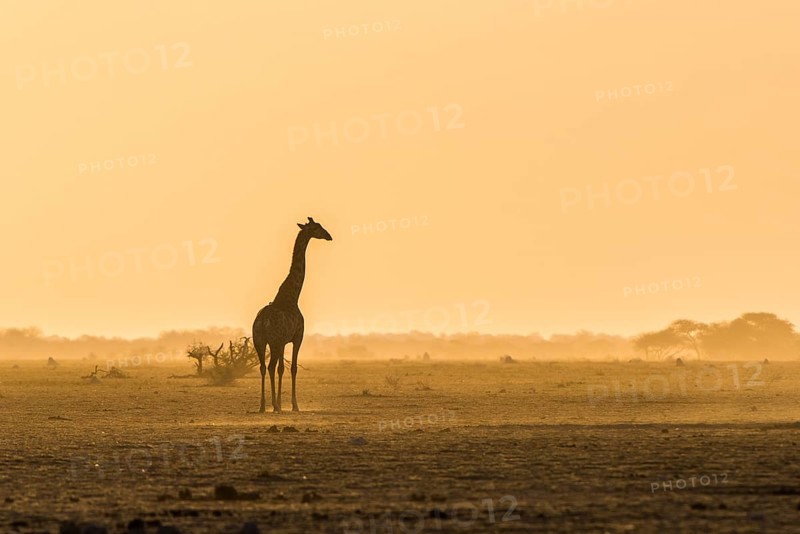 A Angolan Giraffe (Giraffa camelopardalis angolensis) stands in the evening light in the dusty savannah