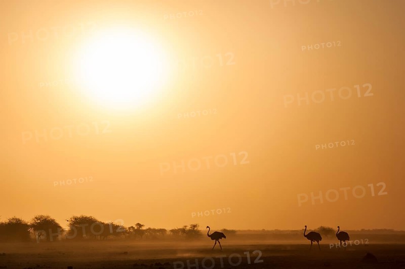 Common ostriches (Struthio camelus)