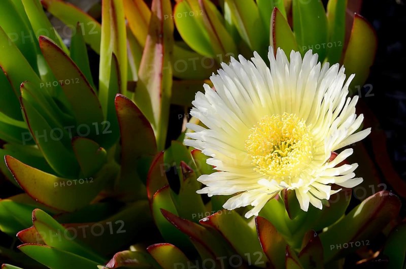 Ice plant