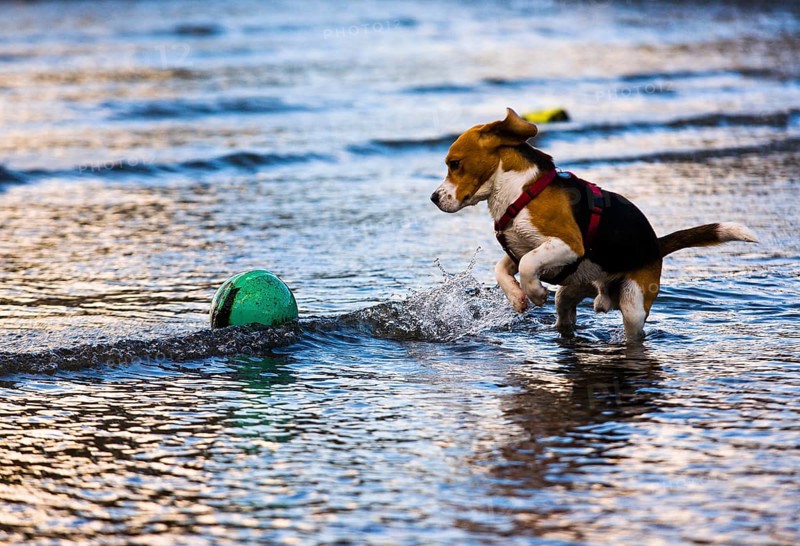 Tricolour Beagle