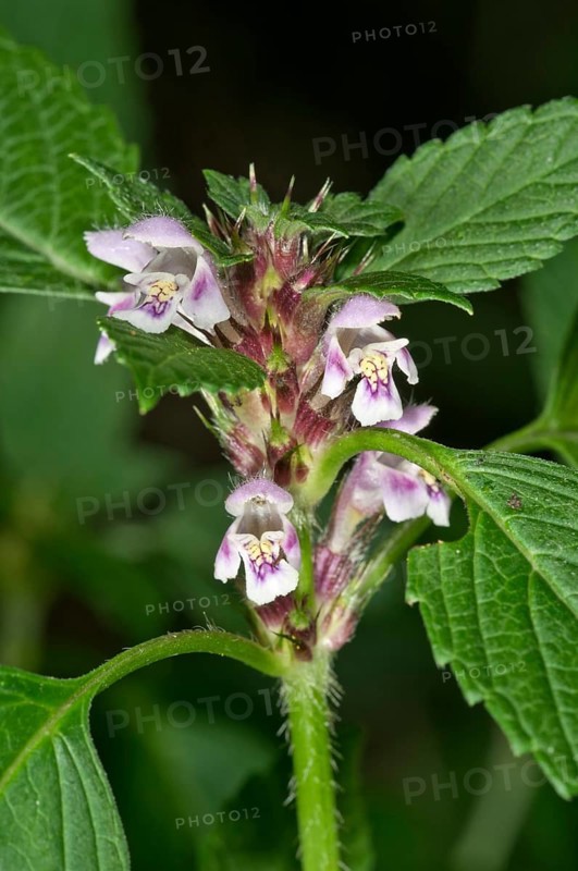 Common Hemp-nettle (Galeopsis tetrahit)