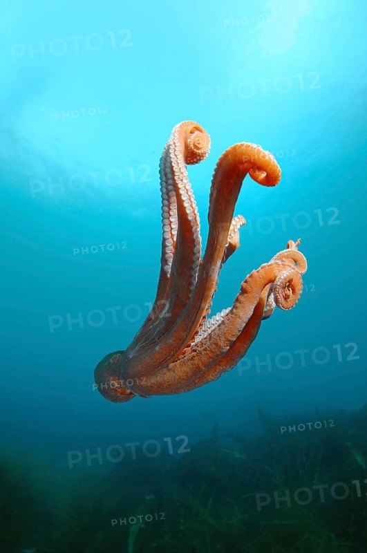 Giant Pacific octopus or North Pacific giant octopus (Enteroctopus dofleini)