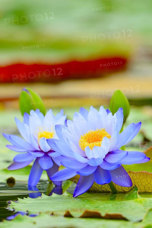 Giant Water Lilies (Nymphaea gigantea)