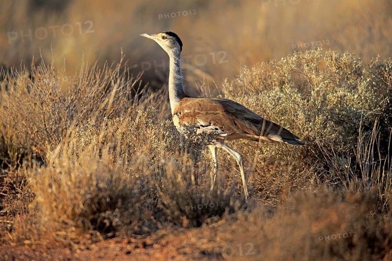 Australian Bustard (Ardeotis australis)