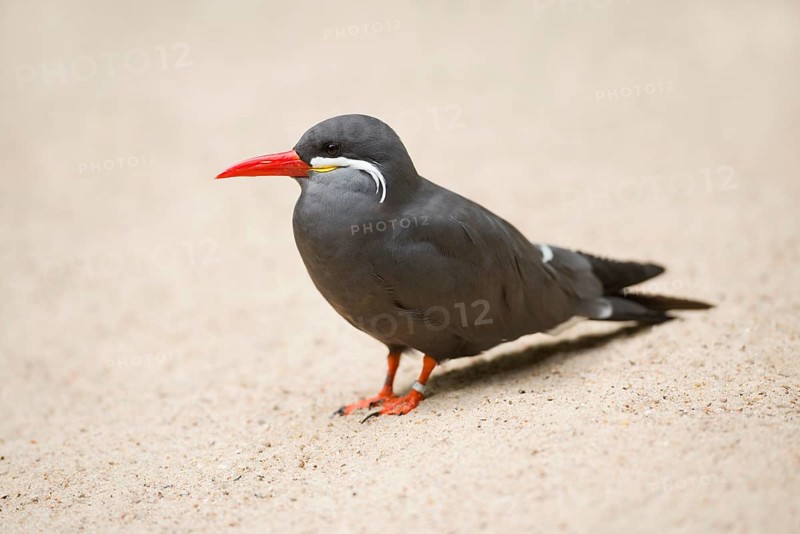 Inca Tern (Larosterna inca)