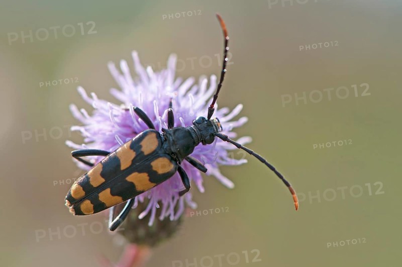 Capricorn beetle (Strangalia attenuata)