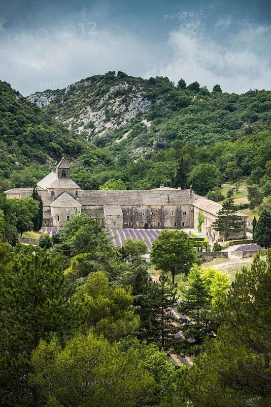 Cistercian Senanque Abbey with lavender field
