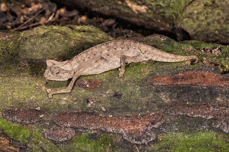 Brown leaf chameleon (Brookesia superciliaris)