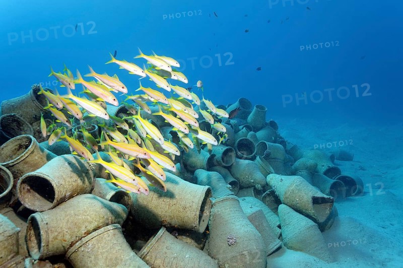 School of Yellowfin goatfish (Mulloides vanicolensis) over amphora