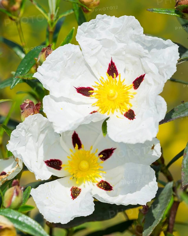 Gum rockrose (Cistus ladanifer)