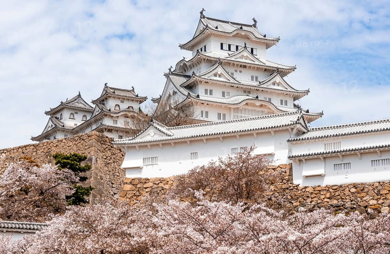 Blossoming cherry trees