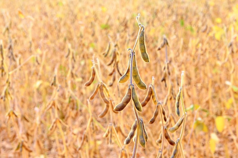 Soya beans (Glycine max) with ripe pods