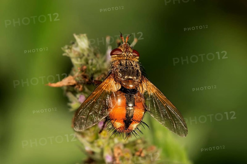 Parasitic fly