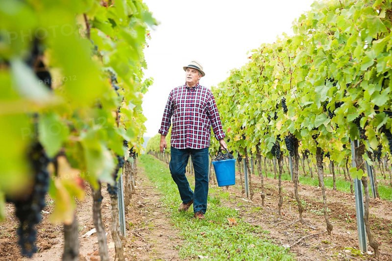 Winemaker or vintner harvesting grapes in his vineyard