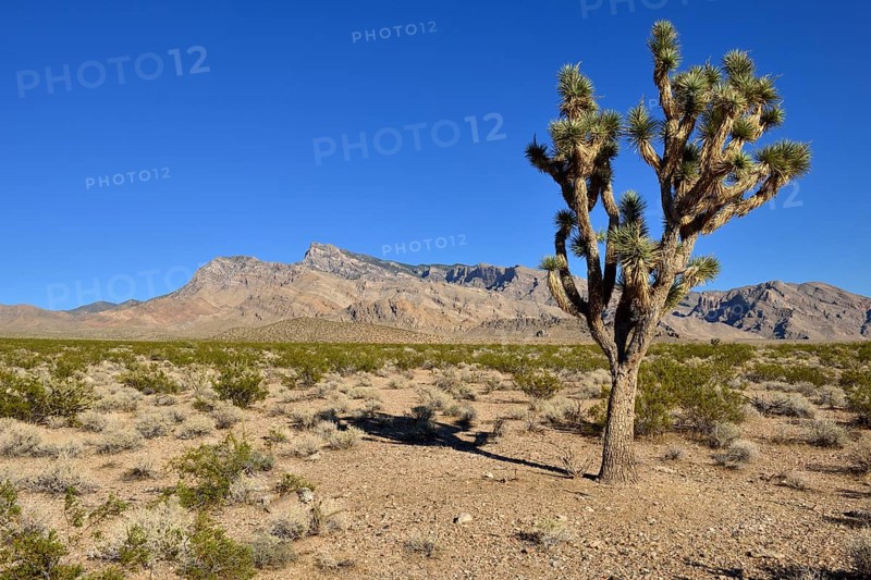 Mojave desert with Joshua tree (Yucca brevifolia)