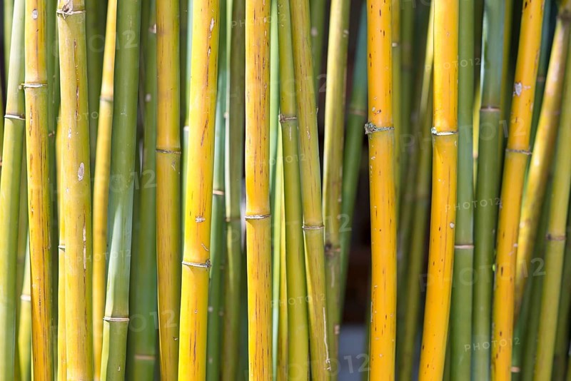 Bamboo