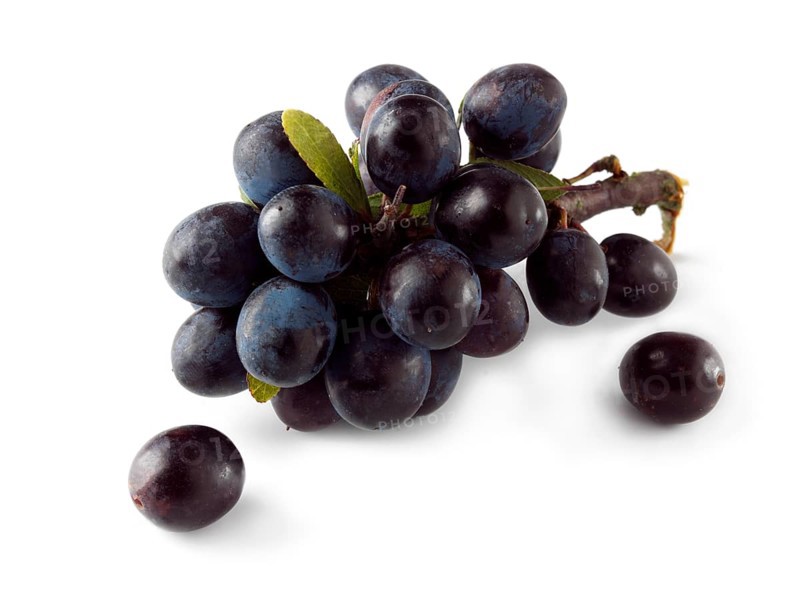 Fresh sloe berries