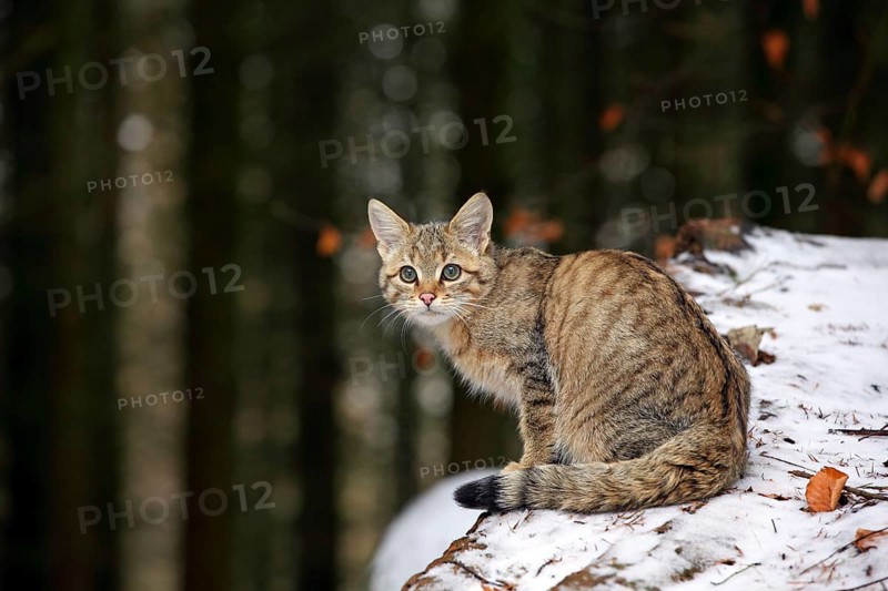 Wildcat (Felis silvestris)