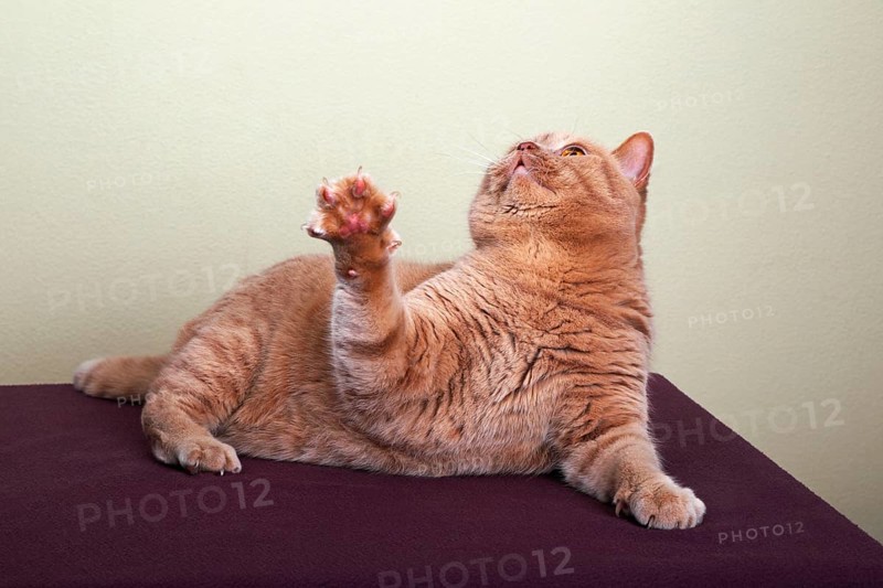 Ginger British Shorthair cat looking up