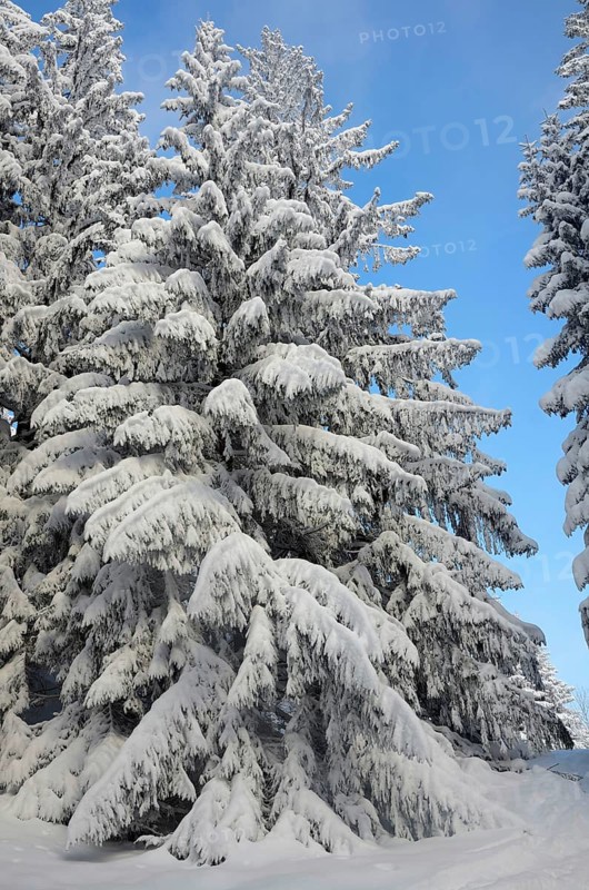 Snow-covered spruce trees (Picea abies)