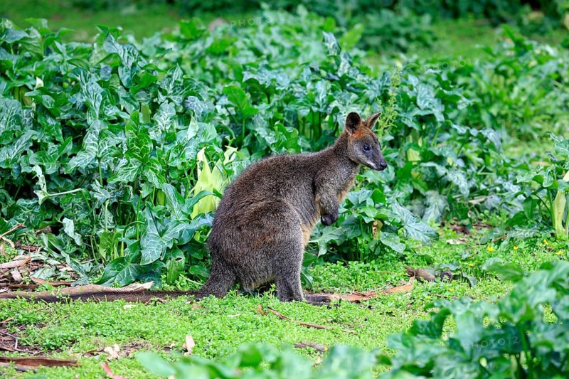 Swamp wallaby (Wallabia bicolor)
