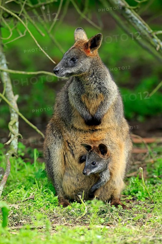 Swamp wallaby (Wallabia bicolor)