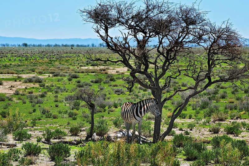 Plains Zebras (Equus quagga)