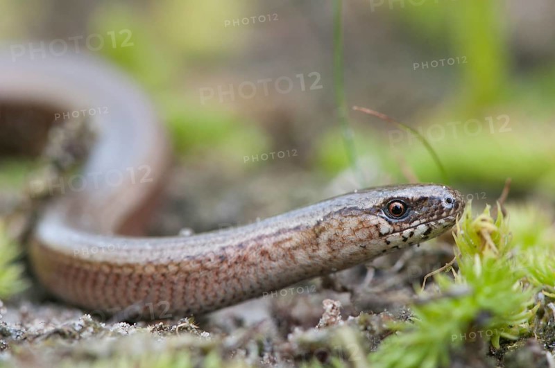 Slow Worm (Anguis fragilis)
